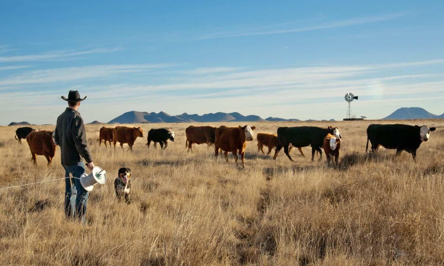 Trailer rental in Texas